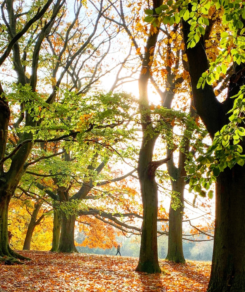 Hampstead Heath, London, England, UK.