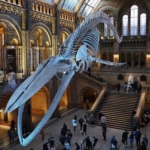 Natural History Museum - Hintze Hall