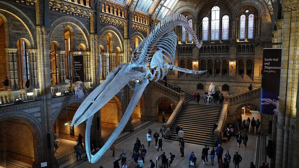 Natural History Museum London Hintze Hall - Photo 4