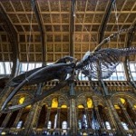 Natural History Museum - Hintze Hall