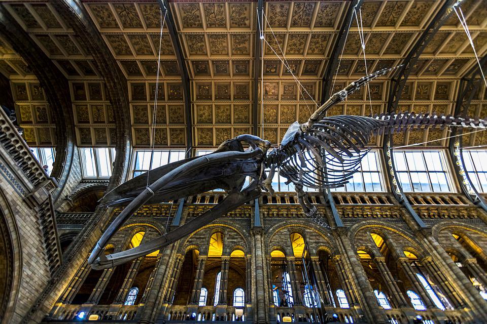 Natural History Museum London Hintze Hall - Photo 7